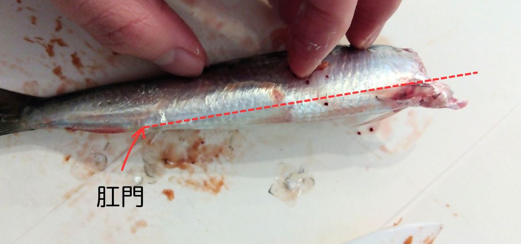 いわしの胸びれから肛門にかけて切り落とします